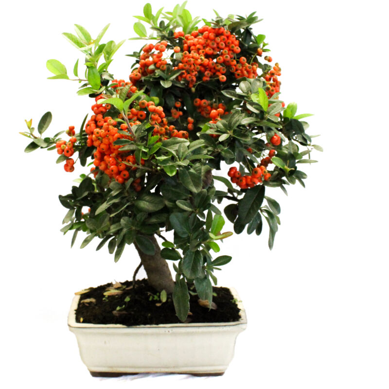 foto del prodotto bonsai pyracantha bonsai agazzino h 35 40 cm vaso 20 cm