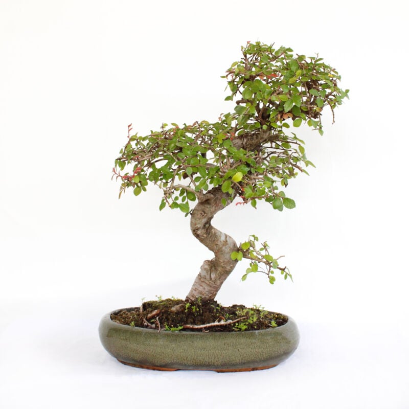 foto del prodotto kentis bonsai zelkova bonsai olmo giapponese h 35 45 cm vaso in ceramica 28 cm