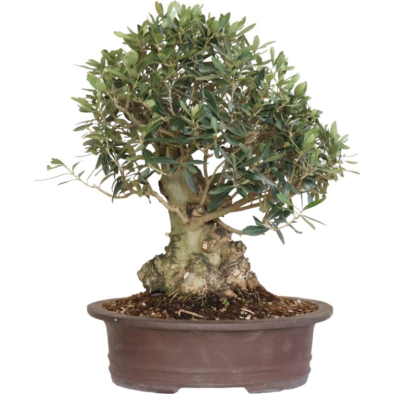 foto del prodotto kentis bonsai di olivo olea europaea piante vere da frutto h 50 60 cm vaso 35 cm