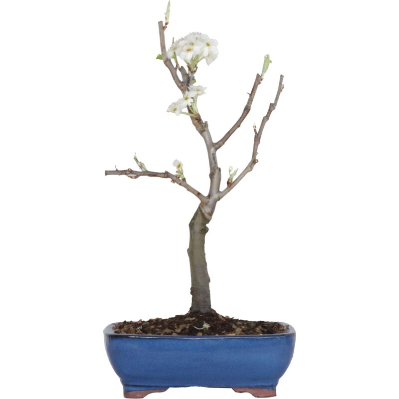 foto del prodotto bonsai di pero pyrus domestica piante vere da frutto h 43 50 cm vaso 21 cm