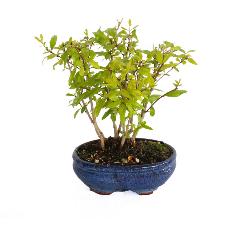 foto del prodotto kentis bonsai melograno bonsai punica granatum vaso 15 h 25 35 cm