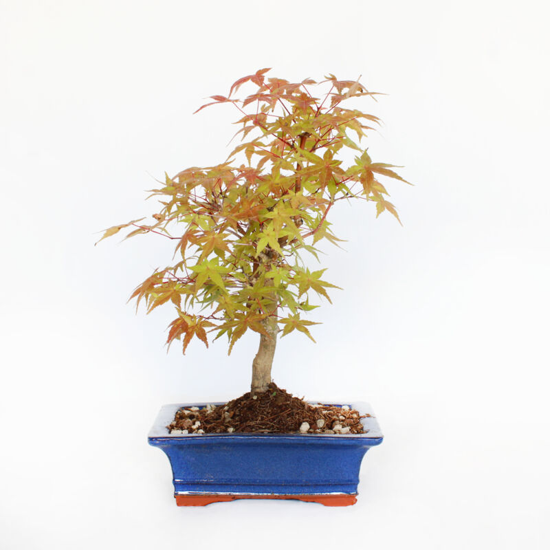 foto del prodotto kentis bonsai acero palmato deshojo acer palmatum vaso h 30 35 cm vaso 19 cm