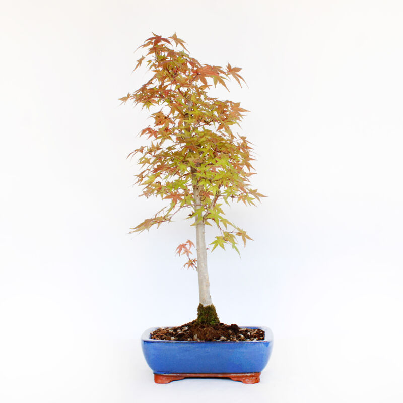 foto del prodotto kentis bonsai acero palmato deshojo acer palmatum vaso h 50 60 cm vaso 21 cm