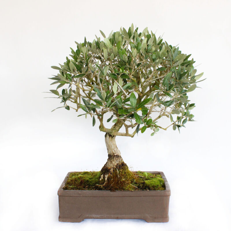 foto del prodotto bonsai olea europaea bonsai ulivo h 55 65 cm vaso 35 cm