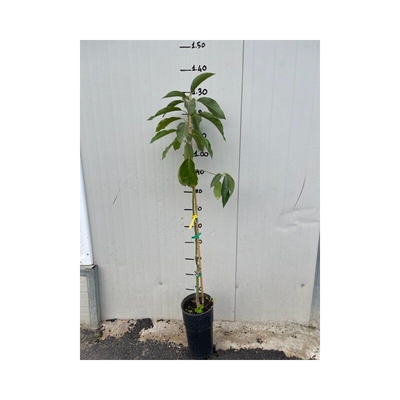 foto del prodotto pianta di persea americana pinkerton , foto reali h 140cm