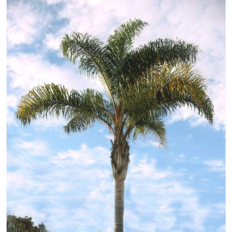 foto del prodotto cocos plumosa vaso 35cm h 250 cm