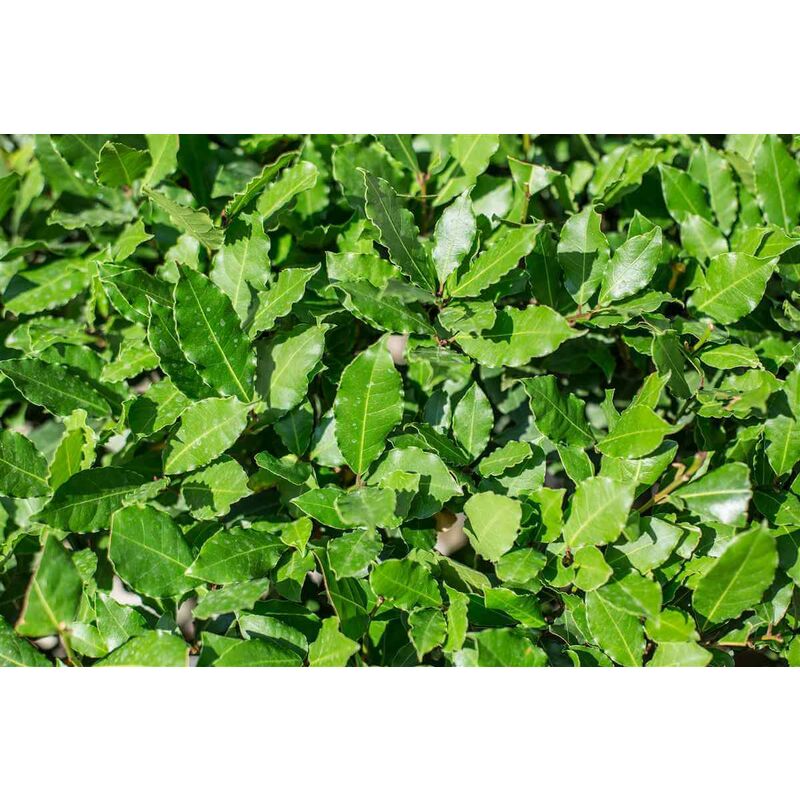 foto del prodotto alloro laurus nobilis vaso 18 h 100 cm foto reali