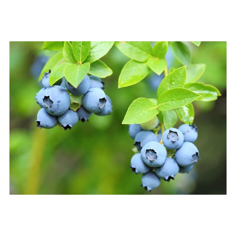 foto del prodotto vaccinium corymbosum patriot mirtillo americano foto reali h 70cm