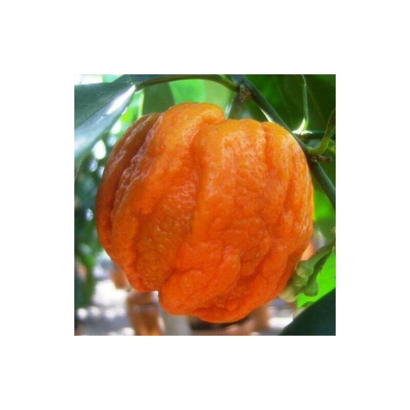 foto del prodotto ianta di citrus arancio corrugato vaso 20cm foto reali h 80cm