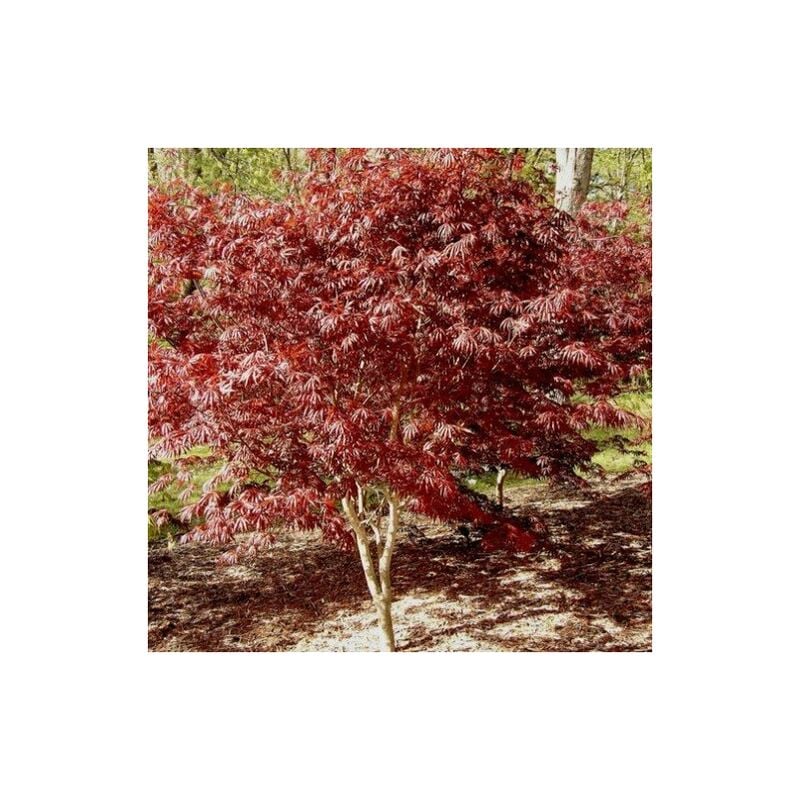 foto del prodotto acer acero palmatum trompenburg h 150cm foto reali