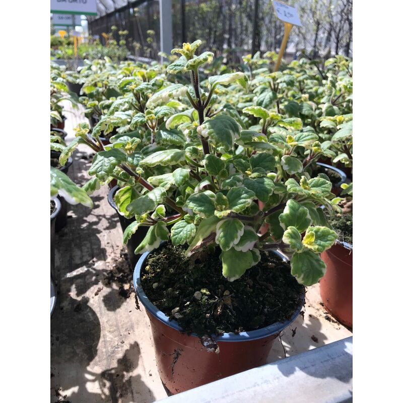 foto del prodotto mediterraneo garden incenso