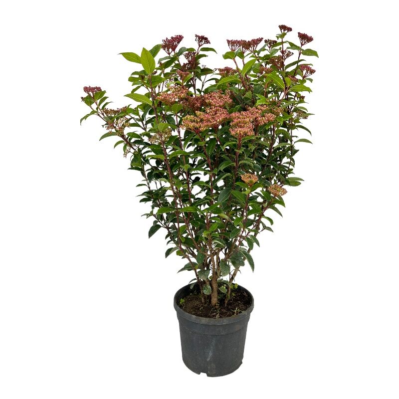 foto del prodotto pianta di viburnum tinus cespuglio fiore bianco vaso18cm h50cm foto reale
