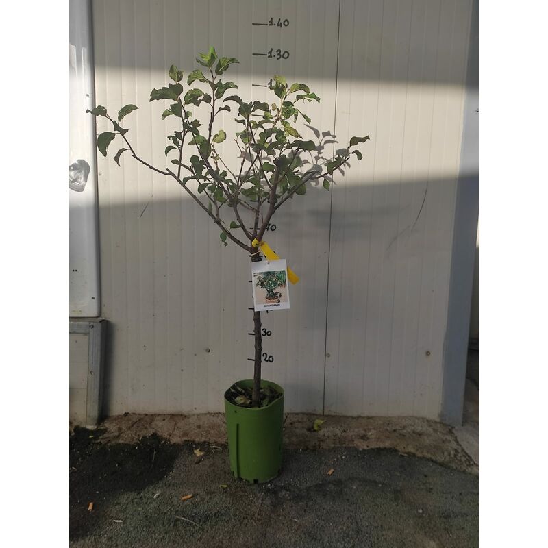 foto del prodotto susino nano 130 cm foto reali pianta da frutto, nano, pianta da vaso
