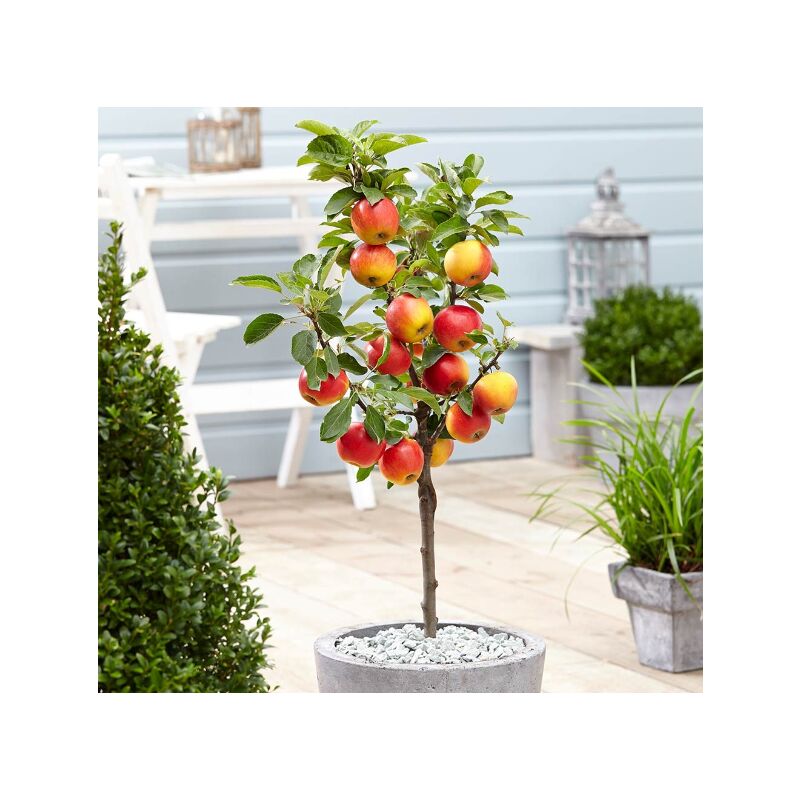 foto del prodotto melo nano 70cm foto reali pianta da frutto, nano, pianta da vaso
