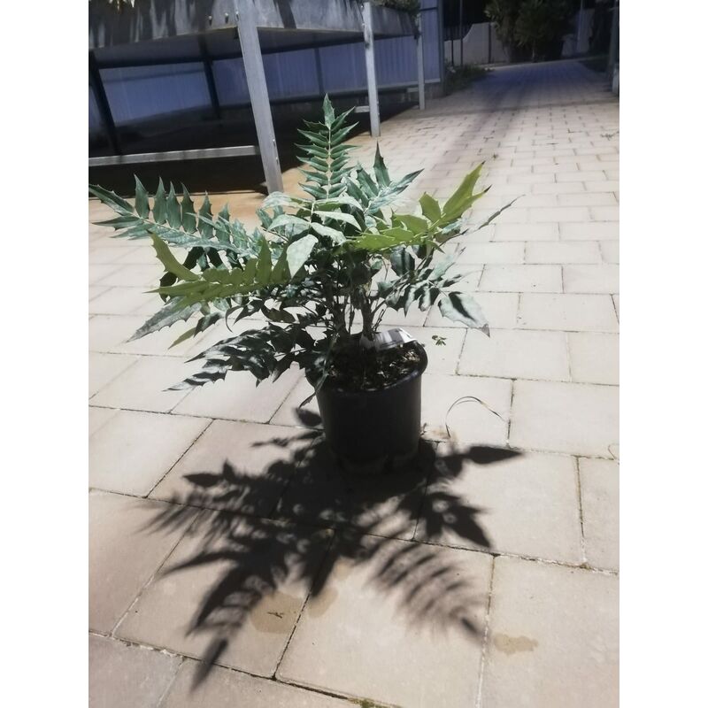 foto del prodotto mediterraneo garden mahonia v17