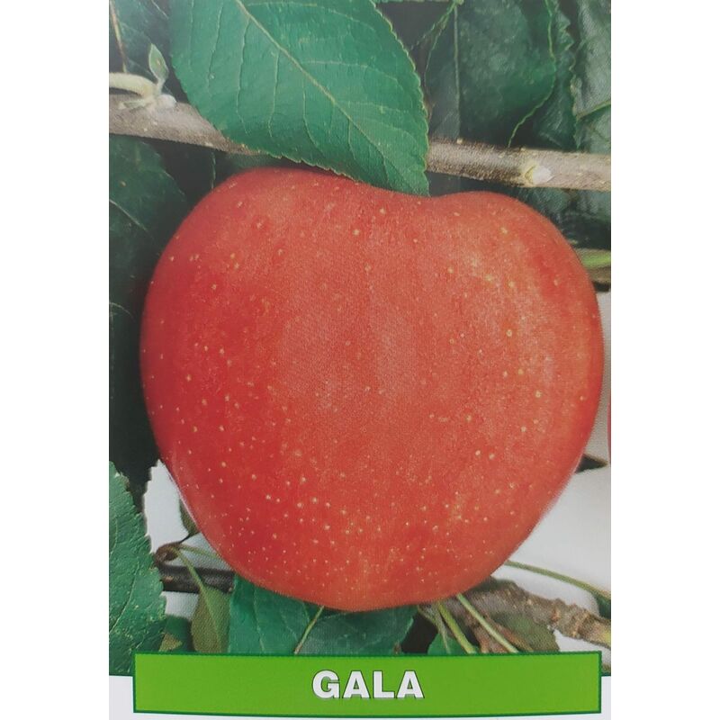 foto del prodotto mela gala pianta di 3 anni