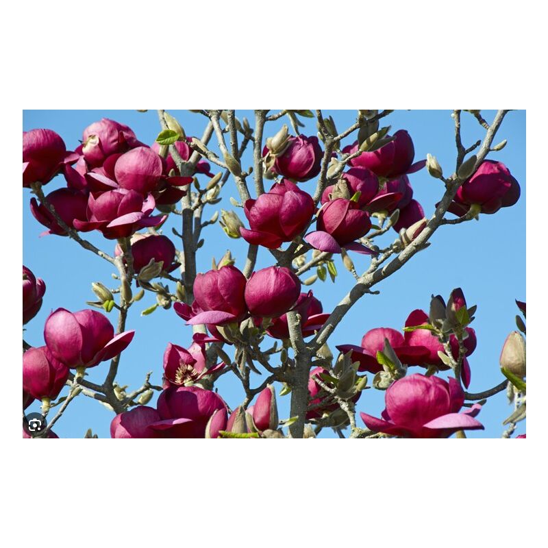 foto del prodotto pianta magnolia black tulip h100cm, foto reali