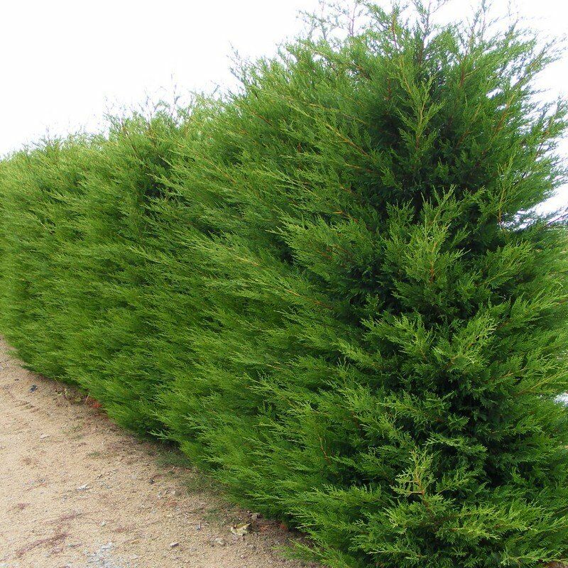 foto del prodotto cipresso leylandii cupressocyparis leylandii vaso 20cm h 130 cm