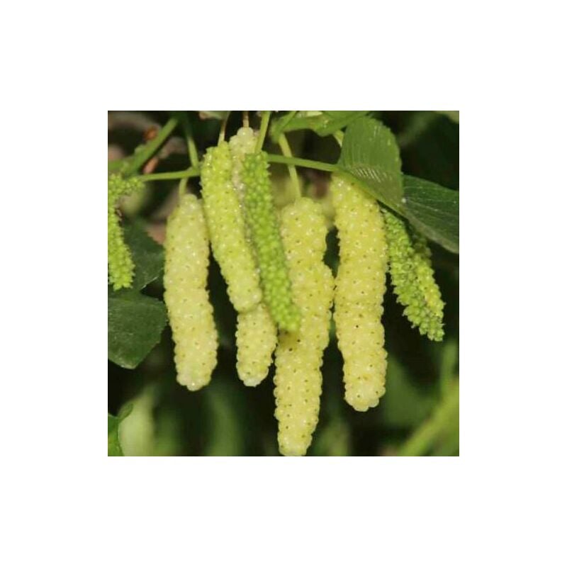 foto del prodotto gelso pakistan bianco morus saharanpur gelso pakistano bianco foto reali h 160cm