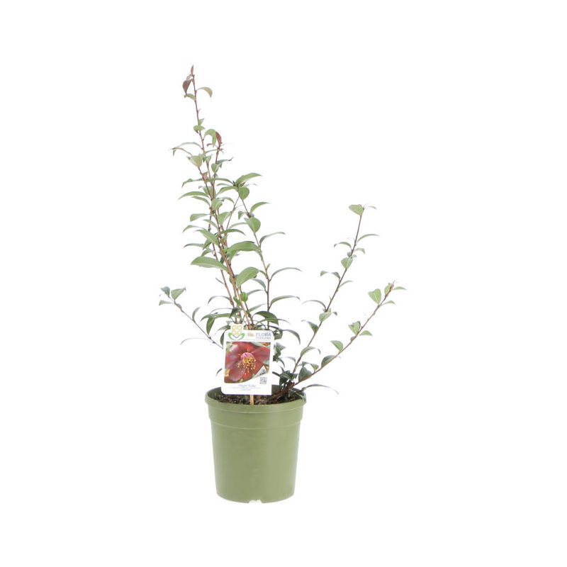 foto del prodotto camelia japonica night rider piante vere da esterno pianta fiorita da giardino da balcone da terrazzo h 60 70 cm vaso 17 cm
