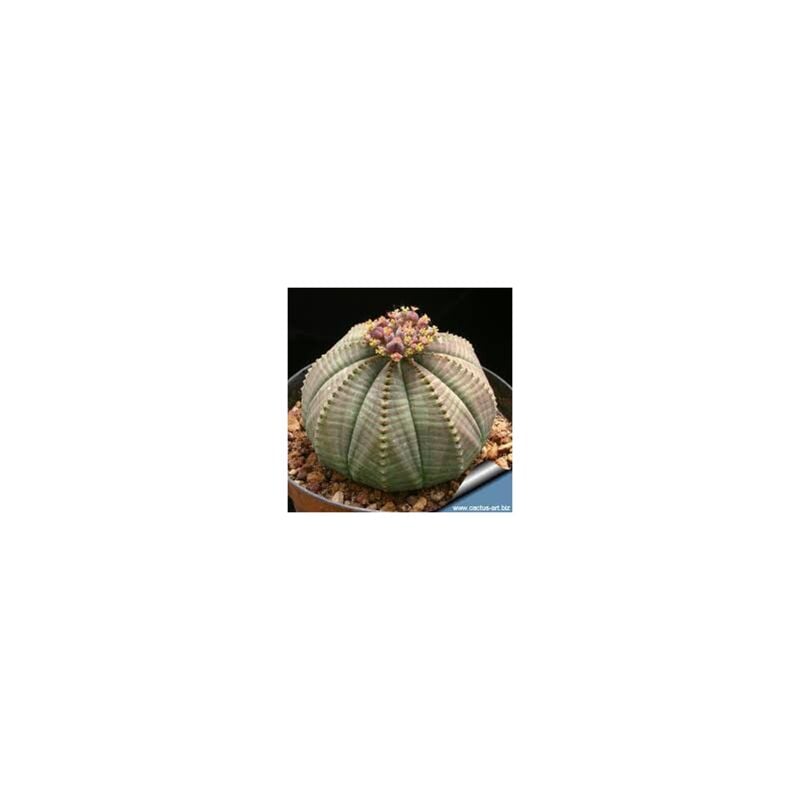 foto del prodotto euphorbia obesa, vaso 5,5 cm, foto reali