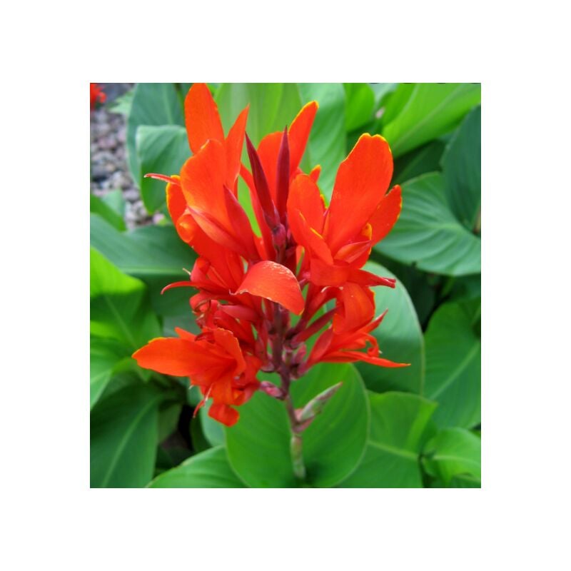foto del prodotto vivaio garden forest canna indica rossa, vaso 24cm, foto reali