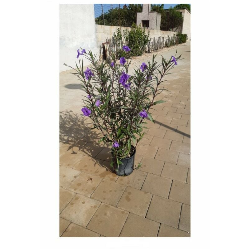 foto del prodotto mediterraneo garden ruellia mexicana