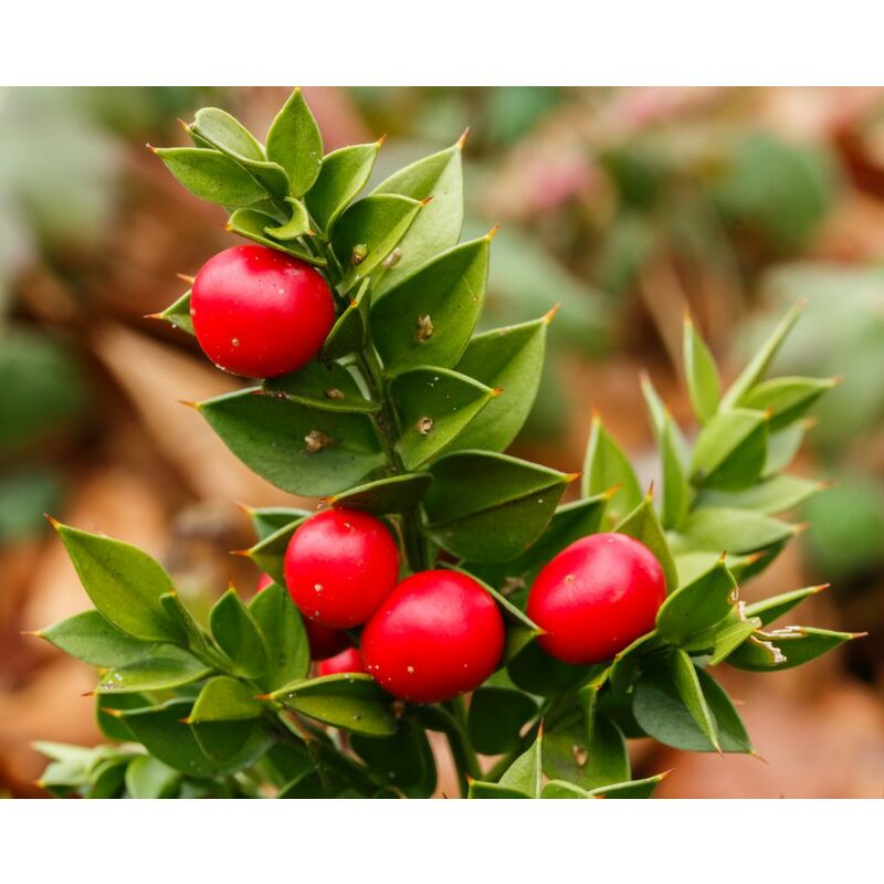 foto del prodotto mediterraneo garden ruscus racemosa v17