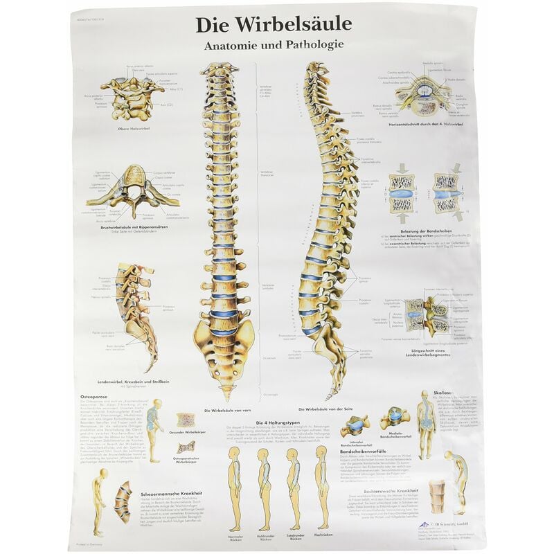 foto del prodotto 3b scientific grafico anatomico vr0152uu la colonna vertebrale umana