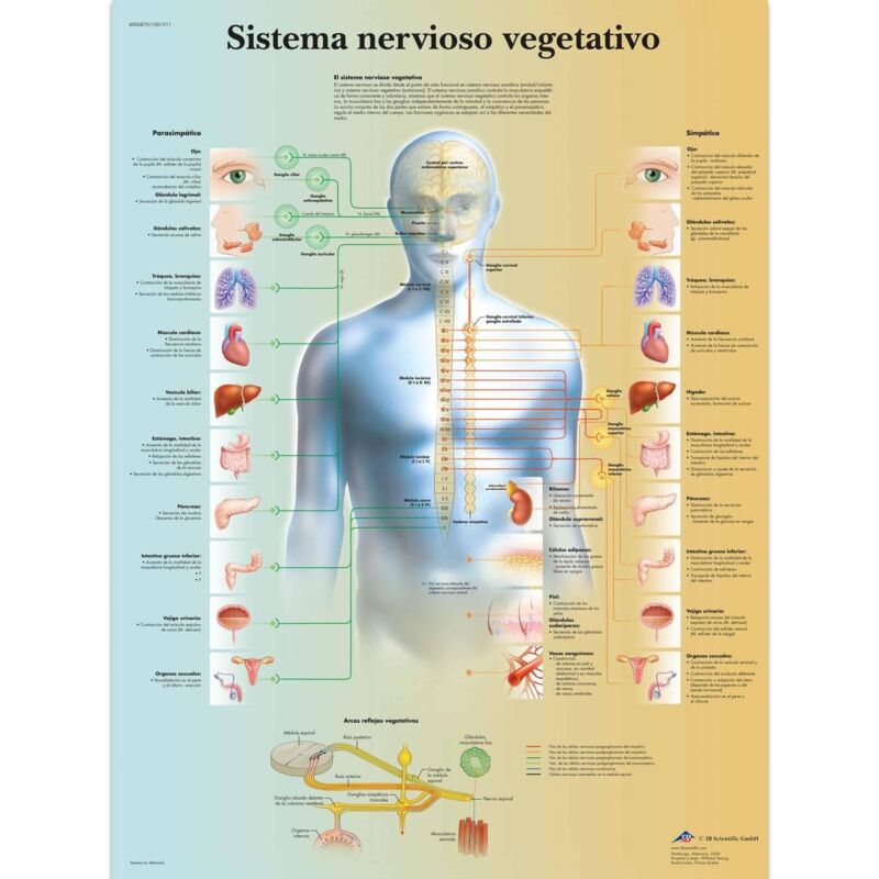 foto del prodotto 3b scientific vr3610l - poster anatomico, sistema nervoso vegetativo
