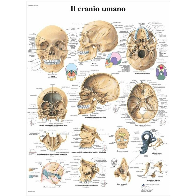 foto del prodotto 3b scientific vr4131l il cranio umano