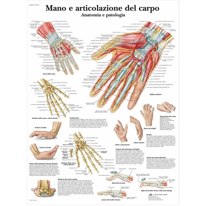 foto del prodotto 3b scientific vr4171l mano e articolazione del carpo