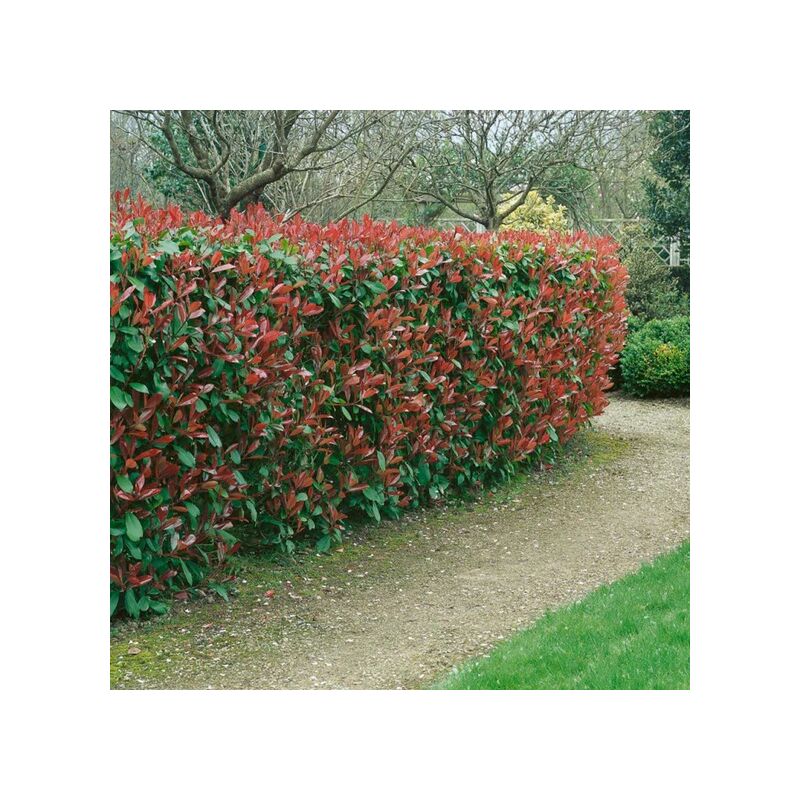 foto del prodotto 40 piante di photinia h 150 cm piante per siepi