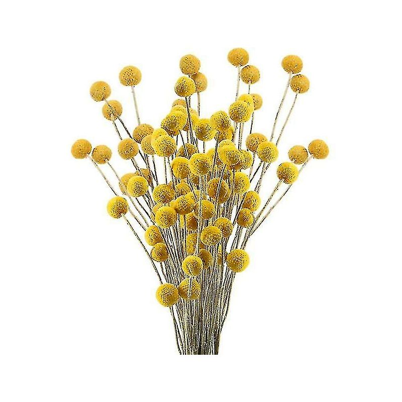 foto del prodotto 40 steli fiori secchi naturali fiori secchi craspedia bouquet floreale con palline billy button
