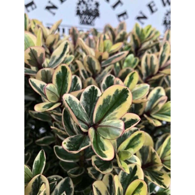foto del prodotto peragashop hebe addenda tricolor, vaso 17cm sempreverde molto vigoroso