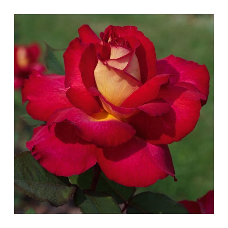 foto del prodotto pianta di rosa brevettata bolshoi rosa gialla arancio vaso19 foto reale