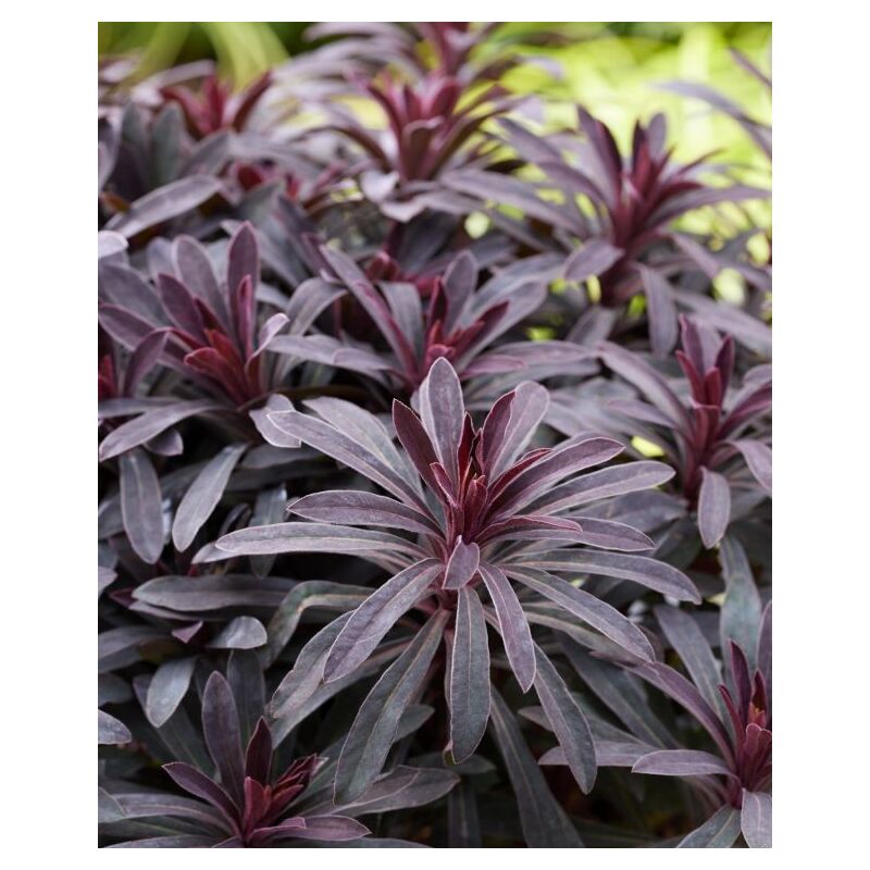 foto del prodotto euphorbia hybrida miners merlot foto reali h 45 50 cm