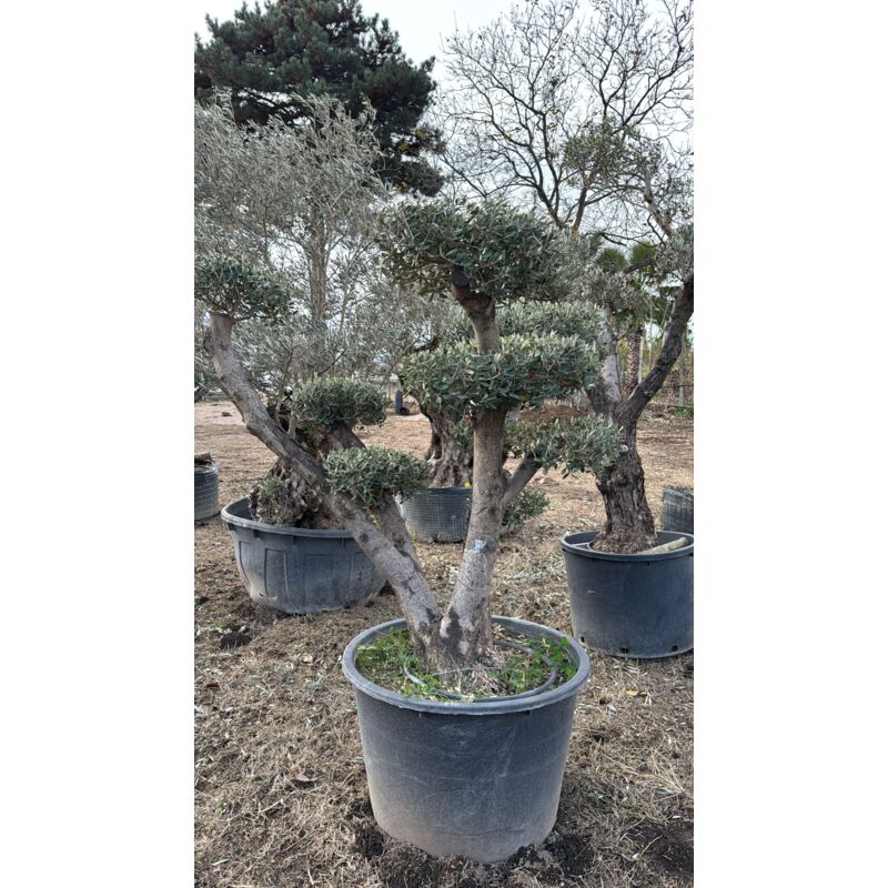 foto del prodotto ulivo olea europaea ulivo ornamentale ramificato a dischi h 190 cm foto reali