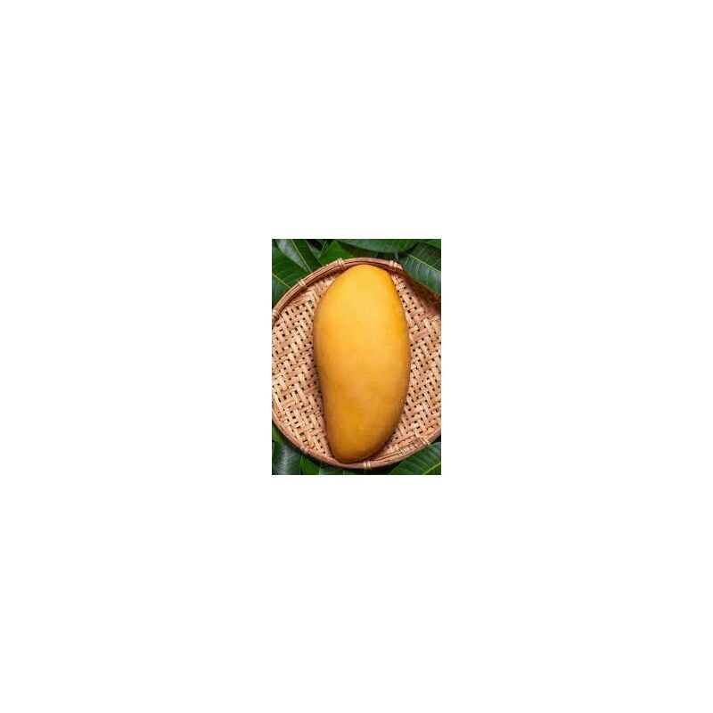 foto del prodotto pianta di mangifera indica mango nam doc mai h 140cm
