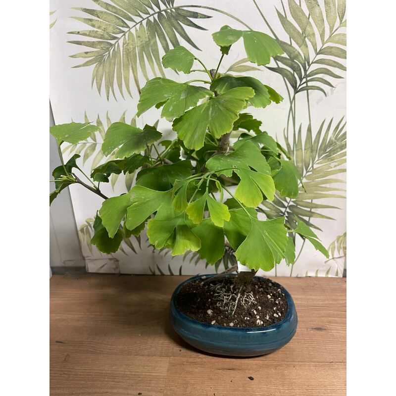 foto del prodotto vivaio garden forest ginkgo ginkgo biloba bonsai empire pianta vaso 20 h 35 40 foto reali