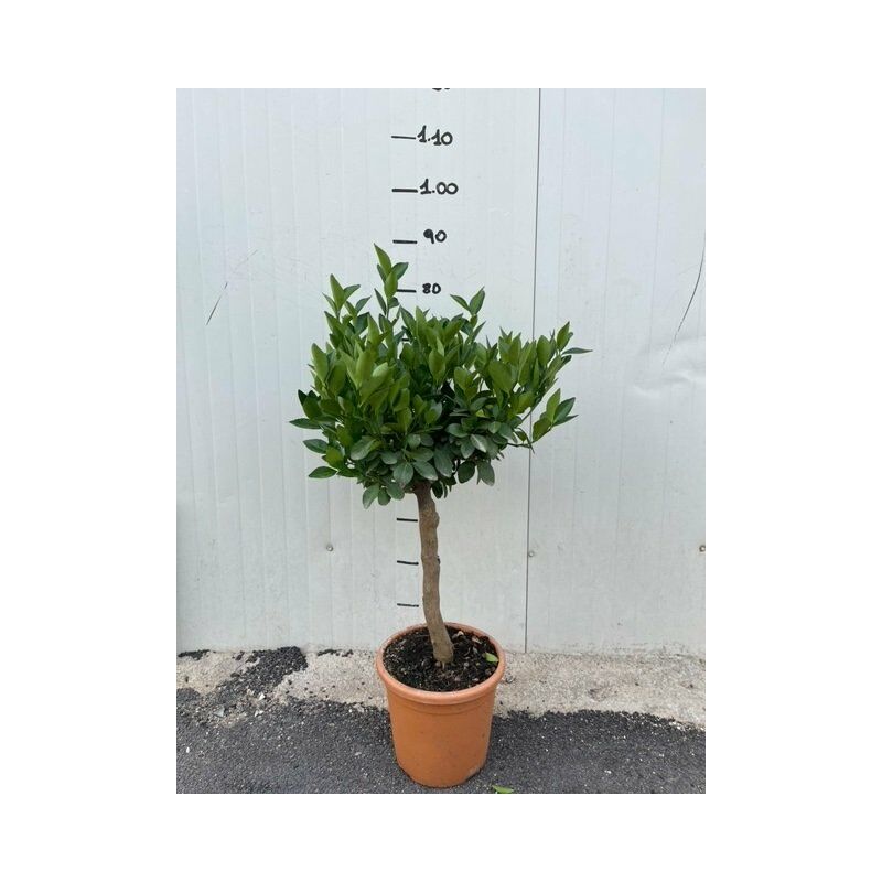 foto del prodotto vivaio garden forest pianta di mandarino tachibana in vaso 20cm foto reali h 80cm