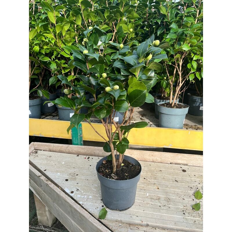 foto del prodotto mediterraneo garden camelia japonica