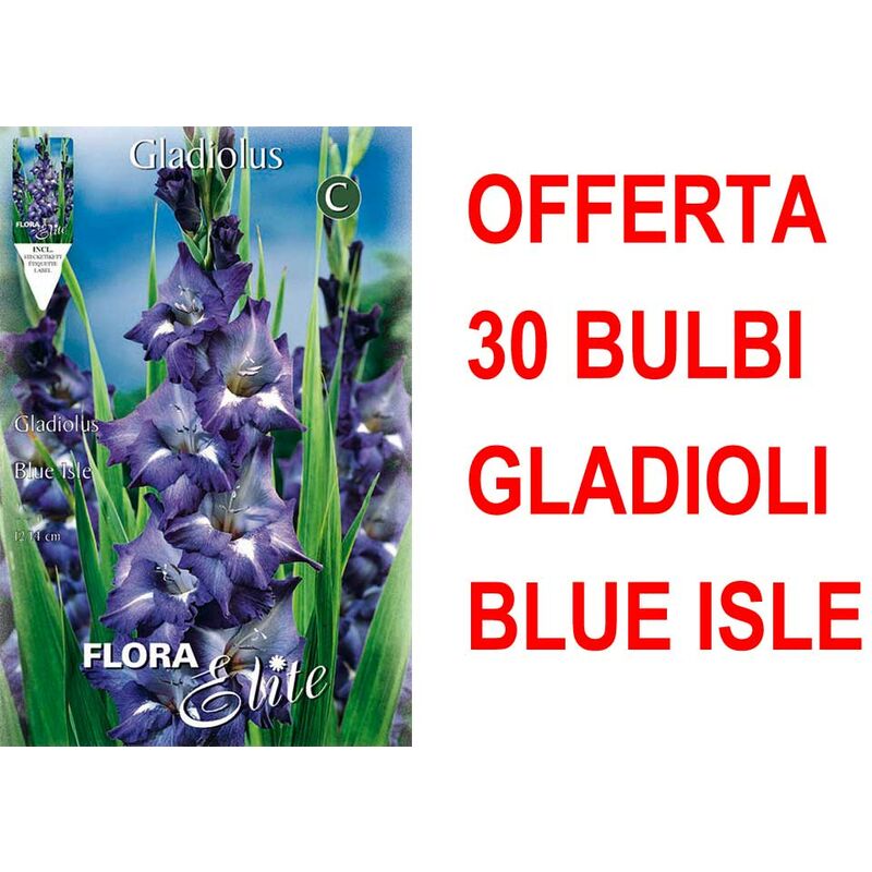 foto del prodotto offerta 30 bulbi gladioli a fiori grandi blue isle bulbs