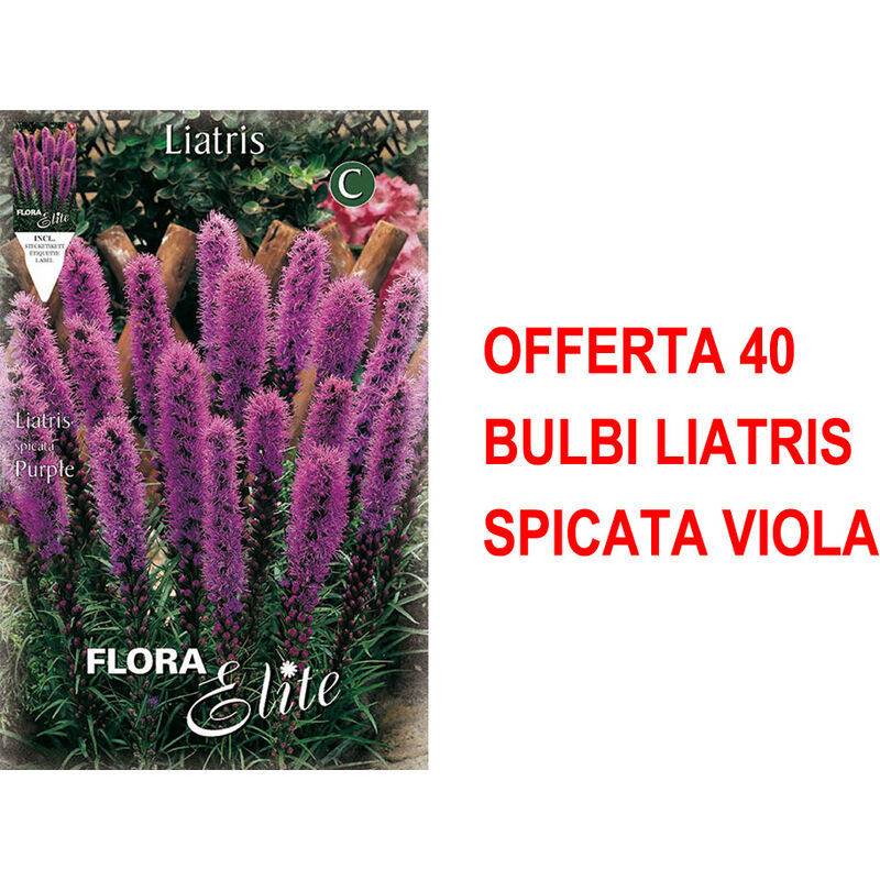 foto del prodotto bulbi primaverili offerta 40 bulbi liatris spicata viola bulbs