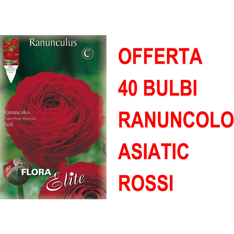 foto del prodotto offerta 40 bulbi ranuncolo asiatic rosso bulbs