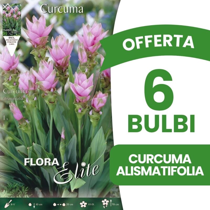 foto del prodotto offerta 6 bulbi curcuma alismatifolia primaverilibulbs bulbes