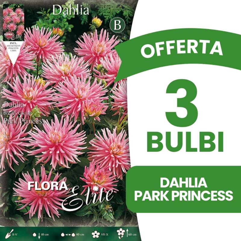 foto del prodotto bulbi primaverili offerta 3 bulbi dahlia da bordura park princess bulbs