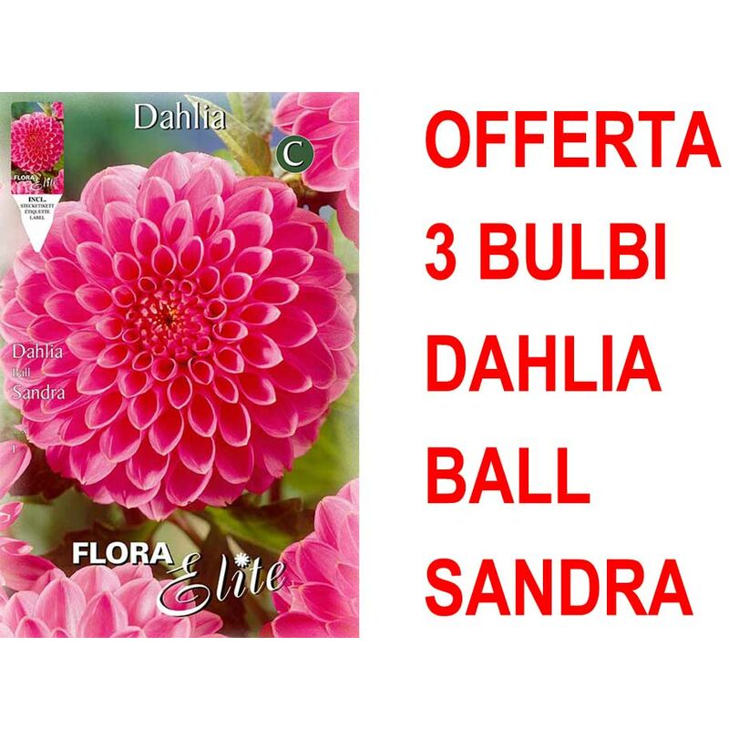 foto del prodotto offerta 3 bulbi dahlia ball sandra bulbs
