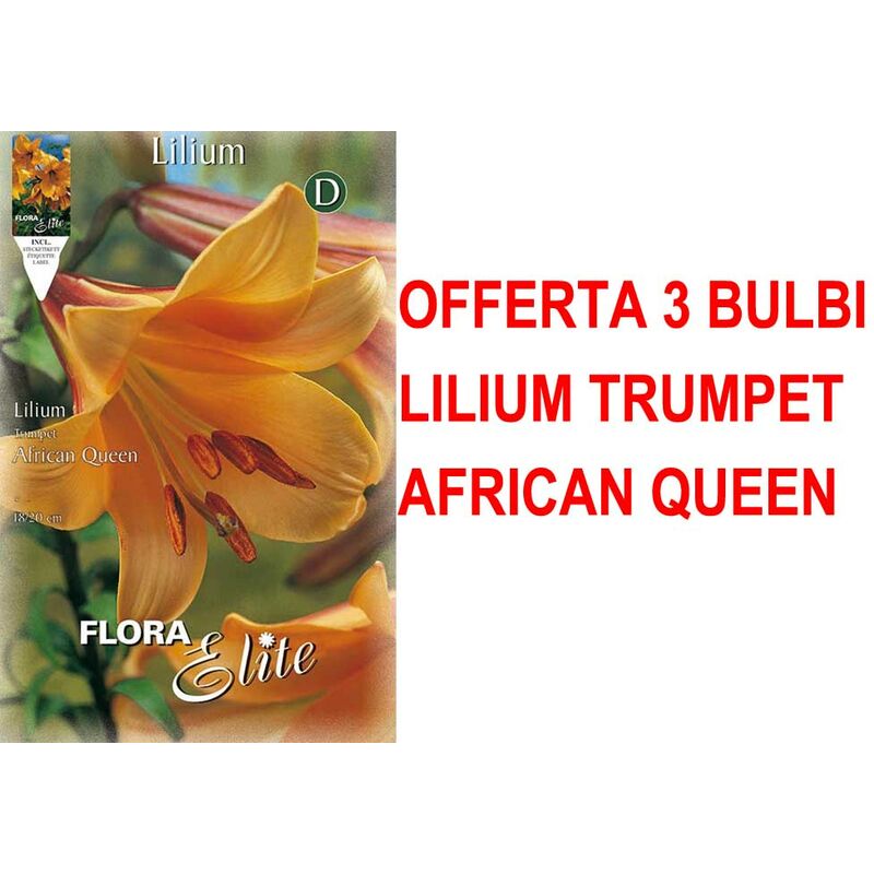 foto del prodotto offerta 3 bulbi lilium trumpet african queen bulbs bulbes