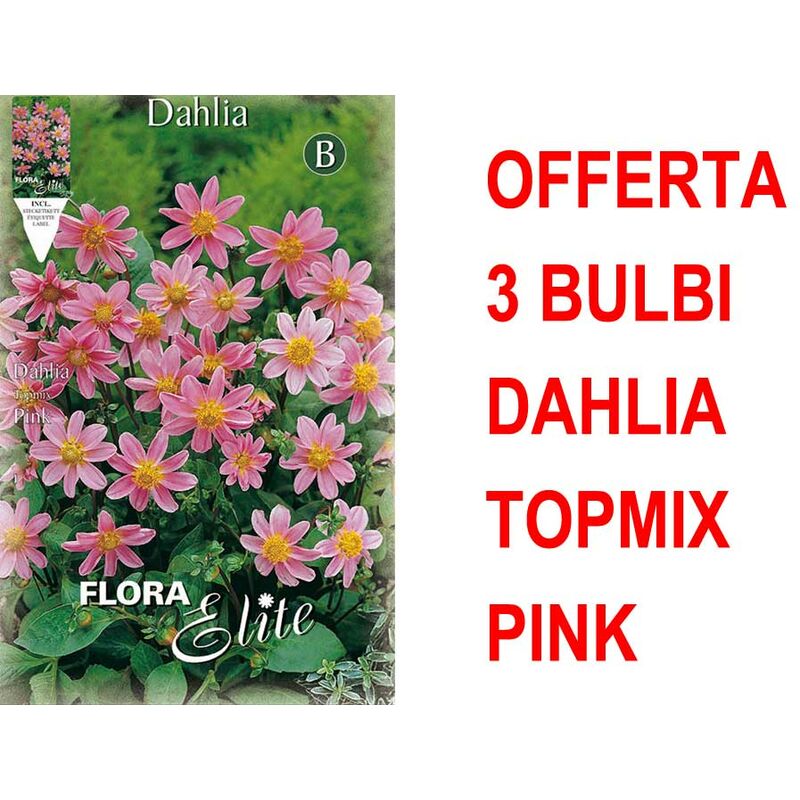 foto del prodotto offerta 3 bulbi dahlia topmix rosa bulbs